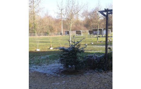 L'if de la Compagnie